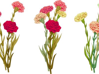Illustration Of Pink, Cream, Red Carnations